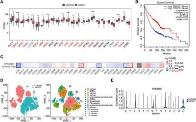 LncRNA TP53TG1 plays an anti-oncogenic role in cervical cancer by synthetically regulating transcriptome profile in HeLa cells